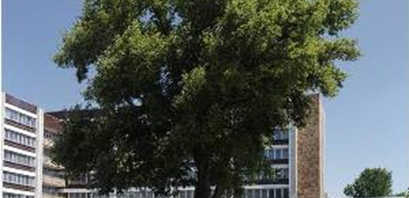 Topol cierny, Bratislava – areál Ekonomickej univerzity v Petrža Topol cierny, Bratislava – areál Ekonomickej univerzity v Petrža